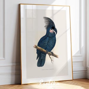 Antique Cockatoo drawing / Tropical bird illustration / Vintage botanical print / PRINTABLE wildlife room decor / digital download #286