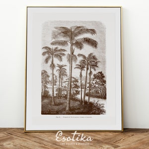 Botanical palms tree drawing / monochrome print / Vintage Tropical landscape / PRINTABLE brown nature art / digital download #047