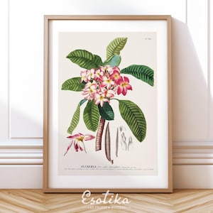 Tropische Blumen Aquarell Malerei / Antike botanische Frangipani Blume Illustration / DRUCKBARE Wanddekoration / Digital Download #156