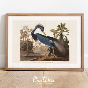 Blue Heron print / tropical bird art / vintage animal print / PRINTABLE lake house decor / antique botanical wall art / digital download 128