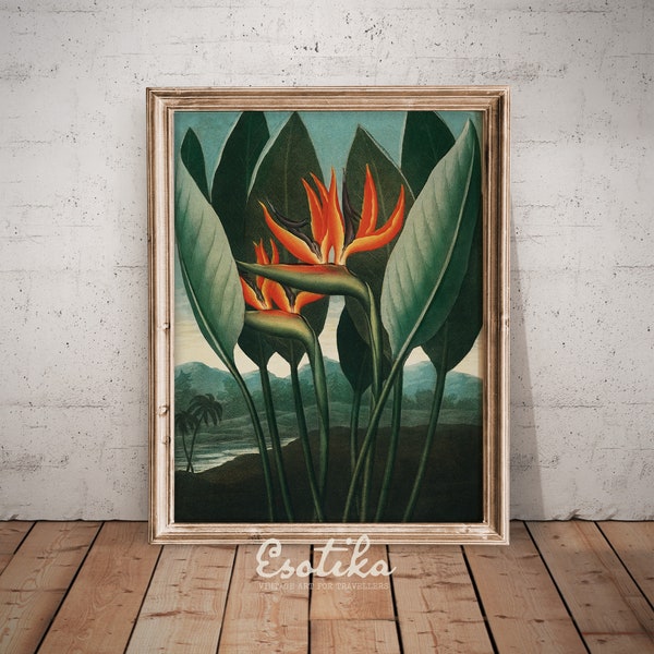 Botanical Bird of Paradise flower painting / Tropical plant art / Vintage green leaves art  / PRINTABLE nature print / Digital Download #102