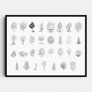 Trees Drawings | Nature Art Print | Housewarming gift
