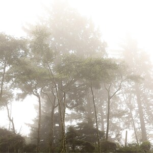May include: A misty forest scene with tall trees and green foliage. The image is filled with a soft, diffused light, creating a serene and atmospheric landscape. The trees are silhouetted against the fog.