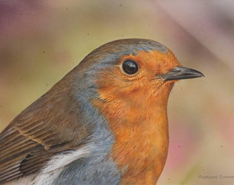 Bird, Robin ,Fine Art Print