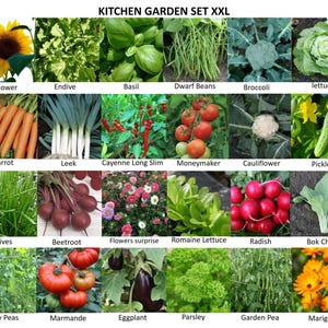 Kitchen yard seeds set XXL | complete set for the vegetable garden!