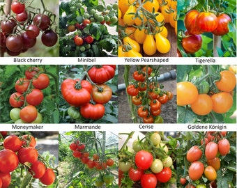 Tomaten zaden set | 12 verschillende soorten tomaten!