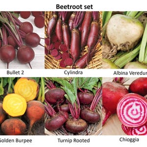 Puede incluir: Seis variedades diferentes de remolacha, incluyendo Bullet 2, Cylindra, Albina Vereduna, Golden Burpee, Turnip Rooted y Chioggia. Cada variedad se muestra con su nombre.
