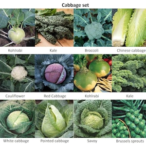 Cabbage set | 12 different types of cabbage!