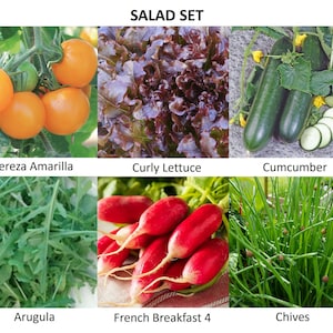 Könnte beinhalten: Ein Set frischer Salat-Zutaten, darunter roter Lollo Rosso, grüner Rucola, rote Radieschen, grüner Schnittlauch, gelbe Kirschtomaten und grüne Gurken. Der Text "SALAD SET" befindet sich oben im Bild.