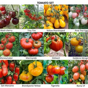 Set di semi di pomodoro | 12 diversi tipi di pomodori!