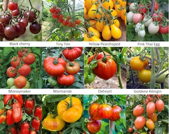 Set di semi di pomodoro | 12 diversi tipi di pomodori!