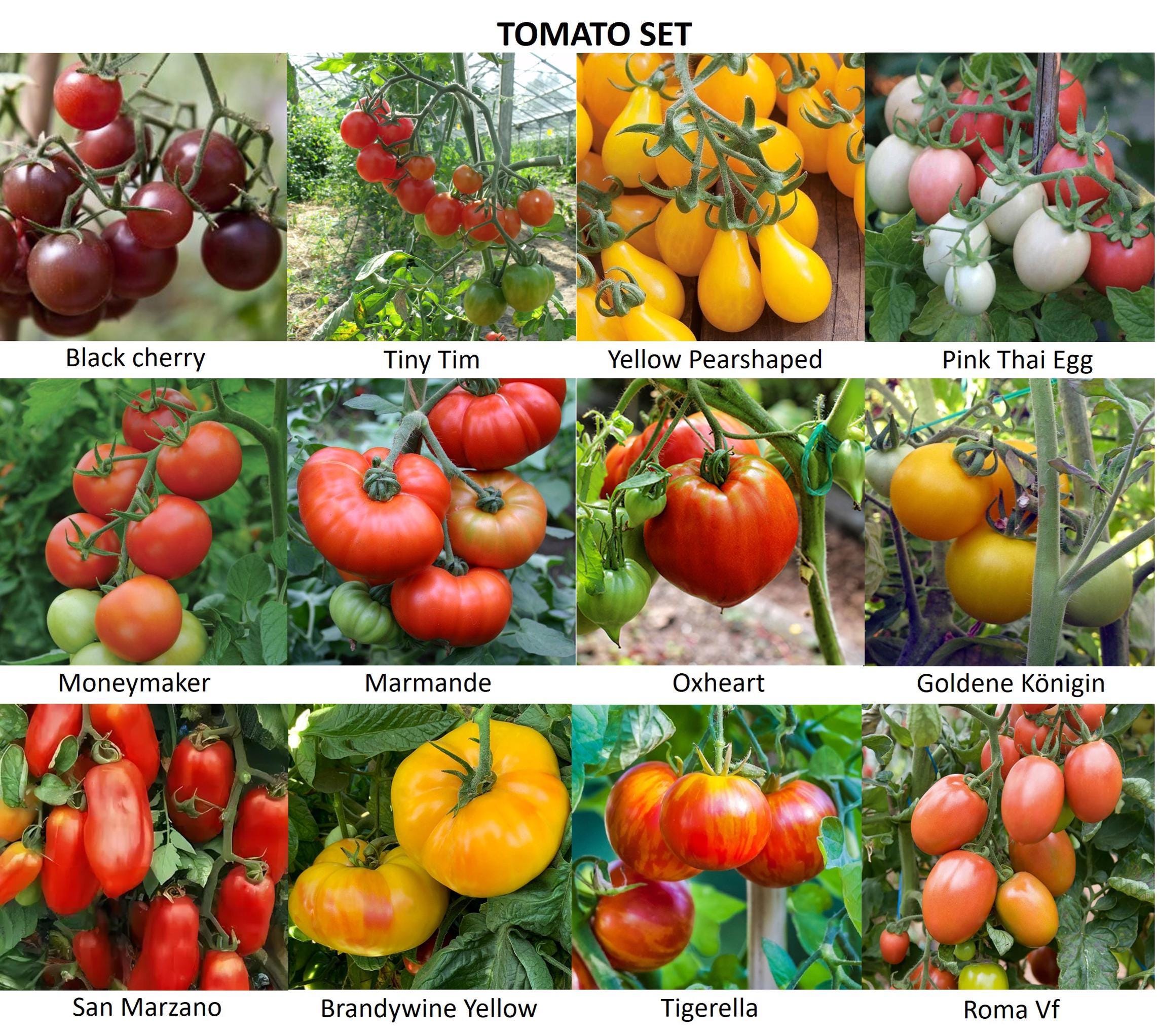 country saatgut PLANET EARTH TOMATO SEEDS  Secret Seed Cartel