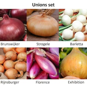 Peut inclure: Image présentant différentes variétés d'oignons, rouges, bruns et blancs. L'image est intitulée "Unions set" et comprend des noms tels que "Brunswijker", "Strogele" et "Barletta". Les oignons sont présentés sur un fond neutre.