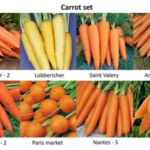 Carrot set | 12 different types of carrot!