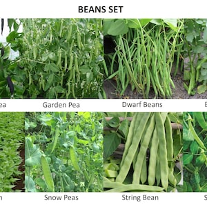 Beans set | 8 different kinds of beans!