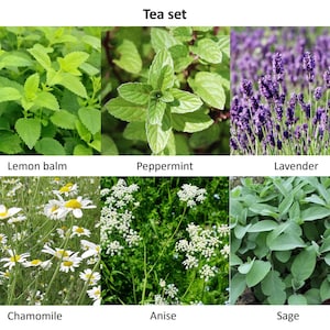 May include: A collection of six different herbs for tea, including lemon balm, peppermint, lavender, chamomile, anise, and sage. The image shows close-ups of the plants, with vibrant green leaves, purple lavender flowers, and white chamomile blossoms. The text "Tea set" is at the top.