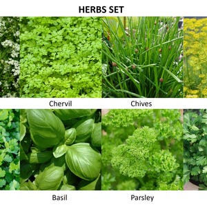 Op de afbeelding: Een set van acht verse kruiden, waaronder komijn, kervel, bieslook, dille, koriander, basilicum, peterselie en selderij. De kruiden zijn gerangschikt in een raster met de naam van elk kruid onder de afbeelding.