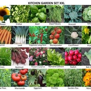 Kitchen yard seeds set XXL | complete set for the vegetable garden!