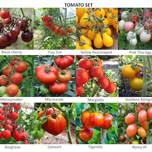 Set di semi di pomodoro | 12 diversi tipi di pomodori!