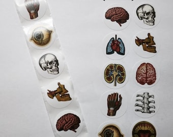 Retro Human Organ Stickers – 10 Designs – 1 Inch – Anatomy Stickers for School and Decoration