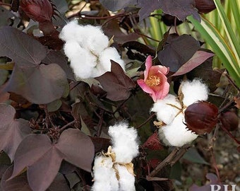 Free US Shipping Wild Cotton Upland Cotton Gossypium hirsutum 10 Seeds