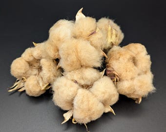 Semillas de algodón marrón, Gossypium hirsutum