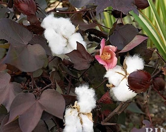 10 FRESH Red Foliated Cotton Seeds, Gossypium Hirsutum Organic