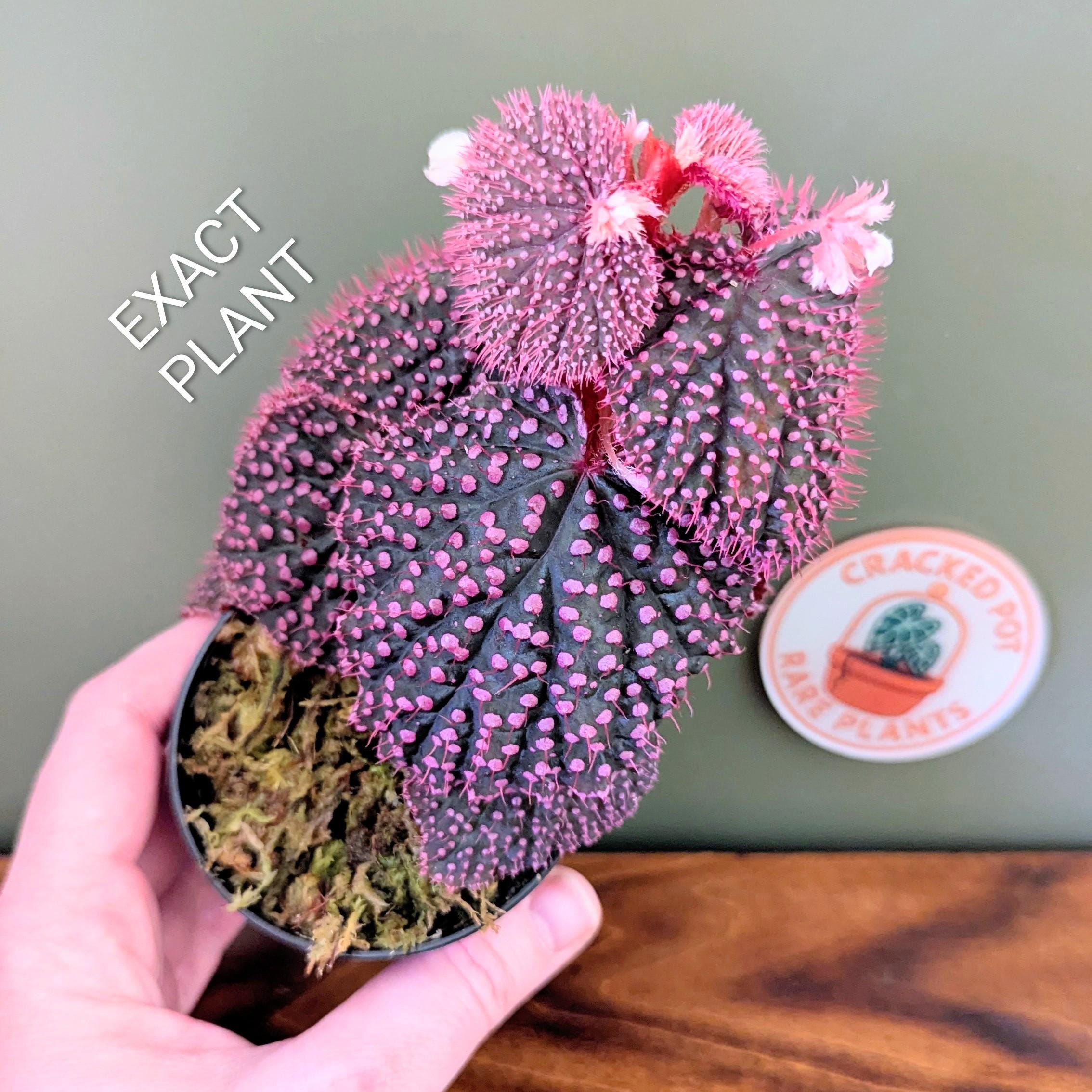 peculiarman　Begonia 3点コンパクト便発送 Begonia 'Cool Breeze Emerald' | TERRA NOVA® Nurseries, Inc.