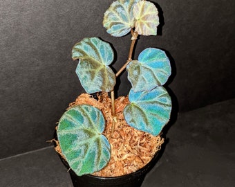 EXACT PLANT, Begonia sp. sarawak, rare TERRARIUM plant