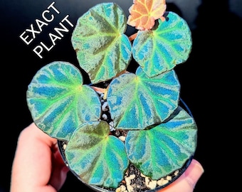 Begonia sp. sarawak, rare TERRARIUM plant
