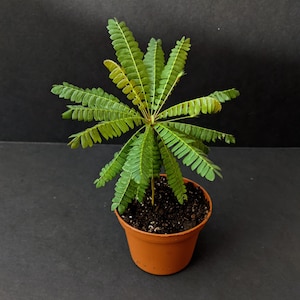 20 Biophytum Sensitivum Plant Seeds, Moving Plant