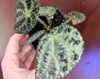 EXACT PLANT -  Begonia Montaniformis, RARE terrarium plant