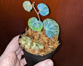 EXACT PLANT, Begonia sp. sarawak, rare TERRARIUM plant