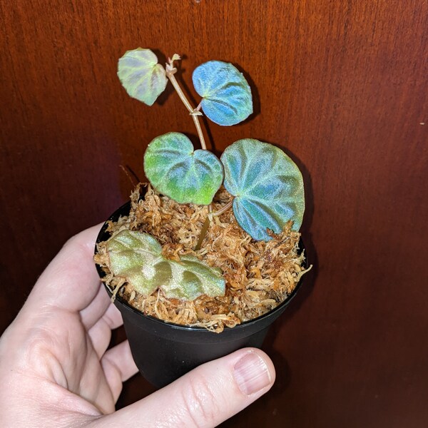 EXACT PLANT, Begonia sp. sarawak, rare TERRARIUM plant