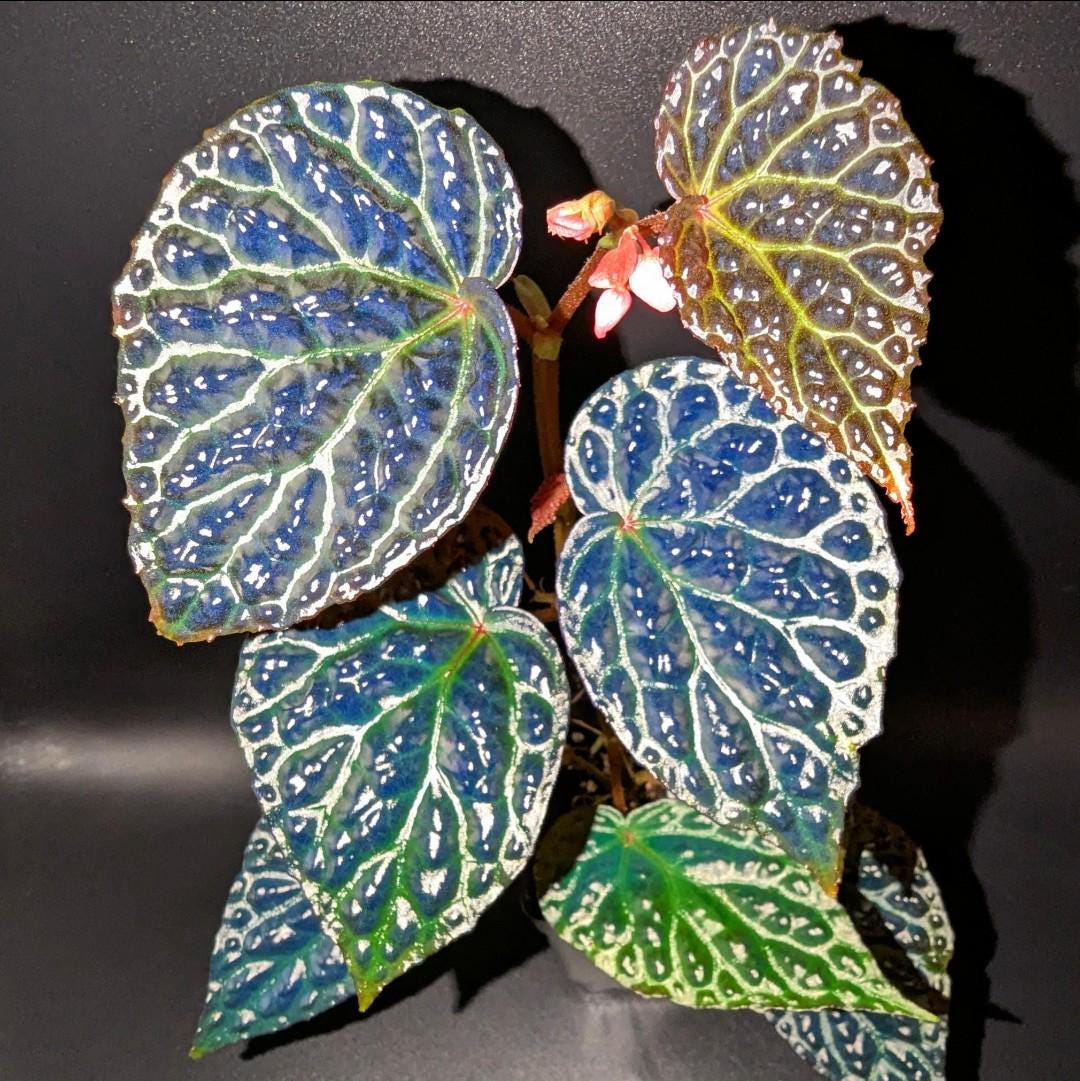 Begonia Temuyuk Blue X Begonia Dracopelta Hybrid - Etsy