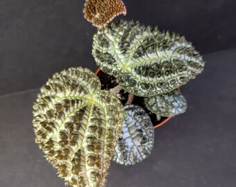 EXACT PLANT Begonia Montaniformis, RARE terrarium plant, in 3" pot