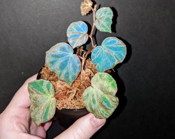 EXACT PLANT, Begonia sp. sarawak, rare TERRARIUM plant