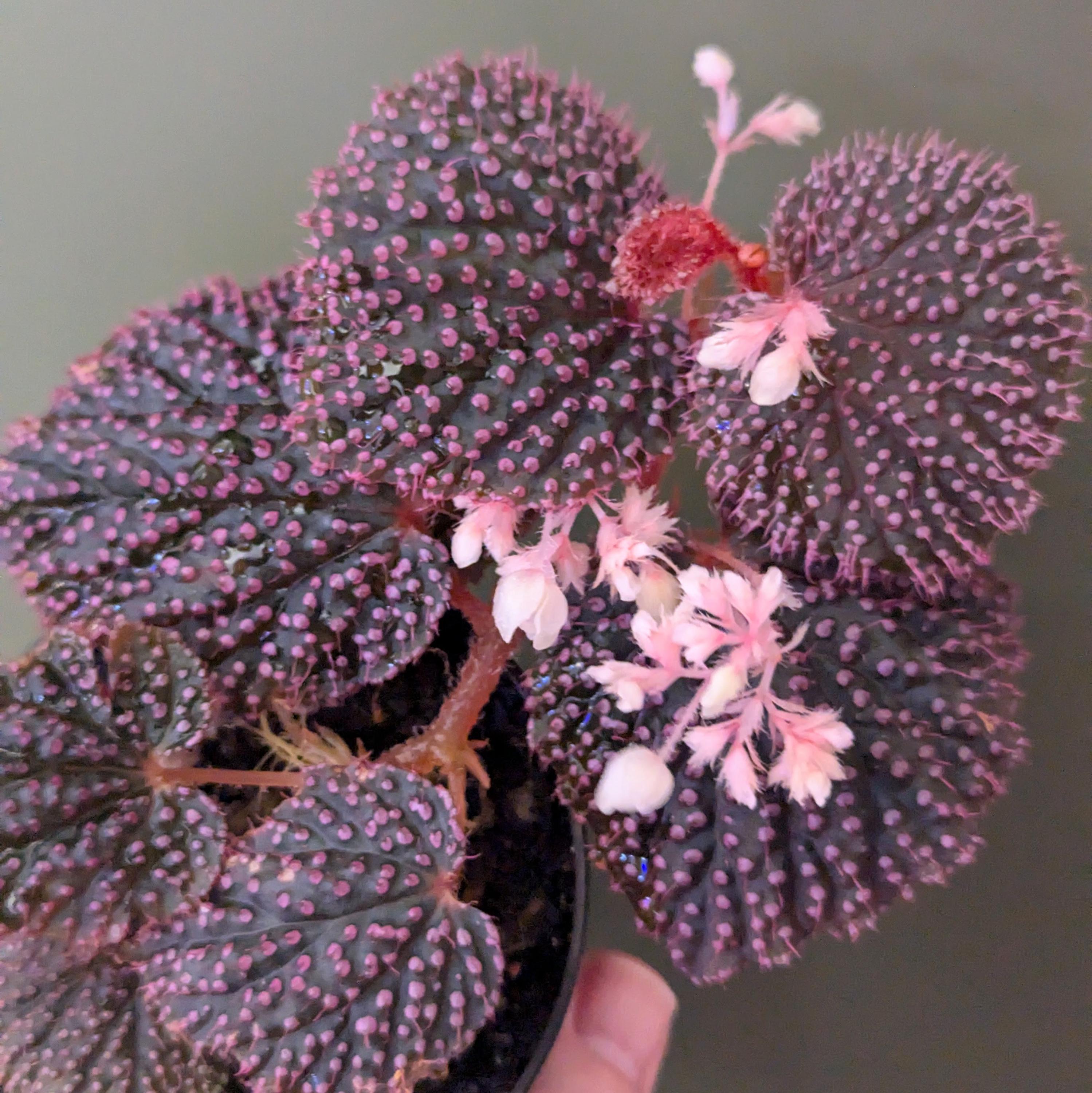 Pink Urchin Begonia Baik X Begonia Ocellata Hybrid - Etsy