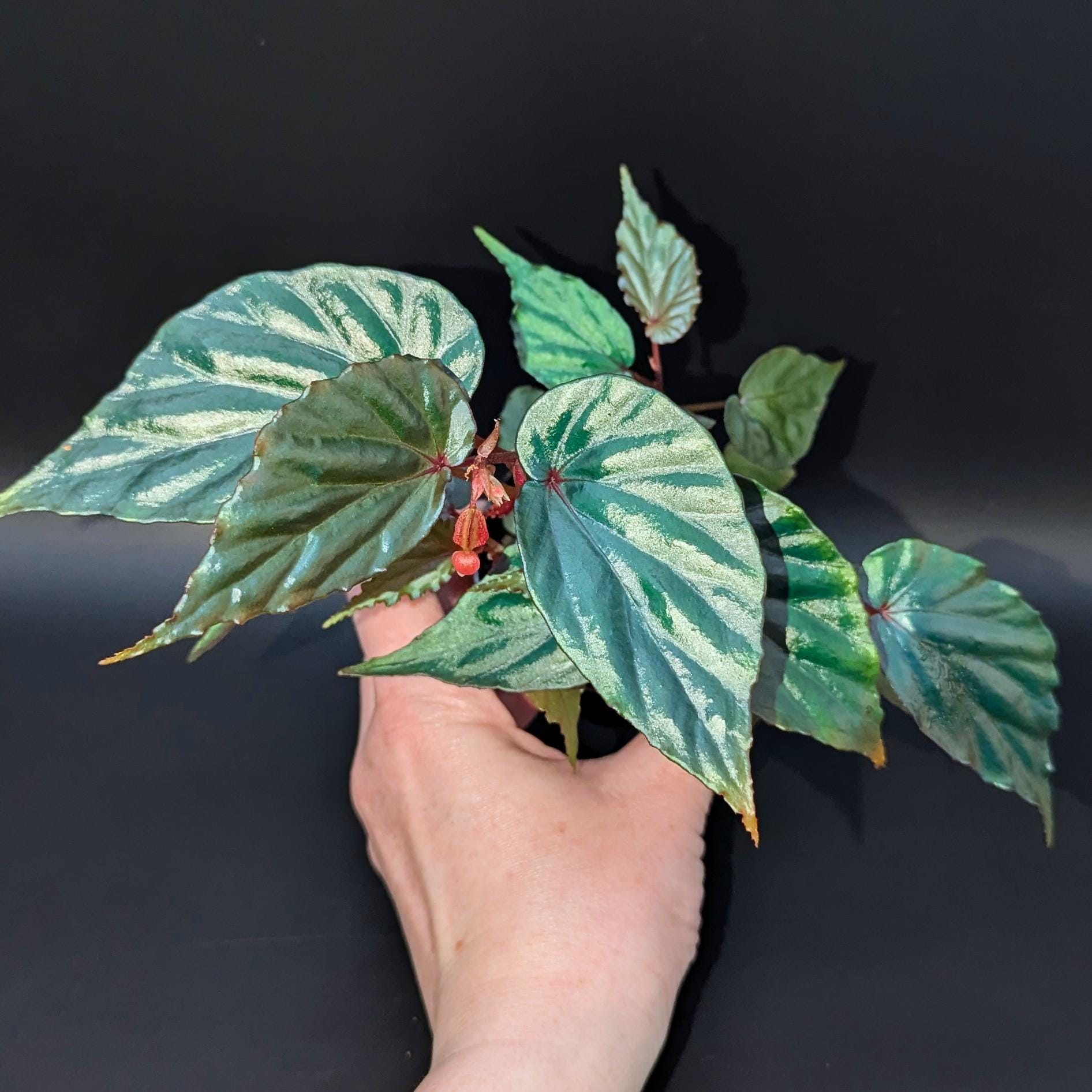 EXACT PLANT Begonia Kapuashuluensis- Sp. Temuyuk - Etsy