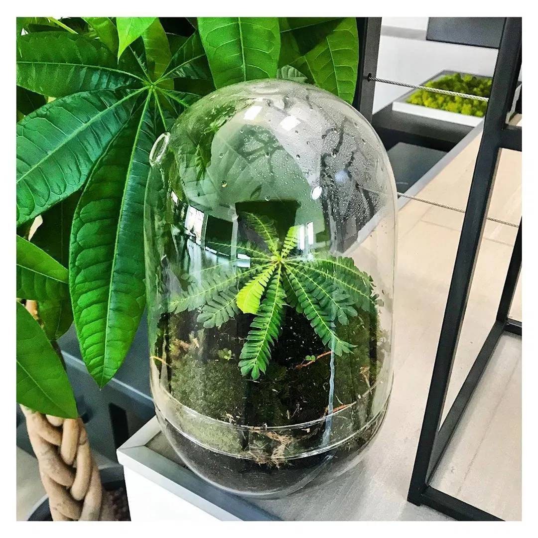 Biophytum sensitivum купить