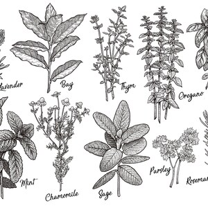 May include: A black and white line drawing illustration of various herbs and spices, including lavender, bay leaves, thyme, oregano, basil, mint, chamomile, sage, parsley, and rosemary.