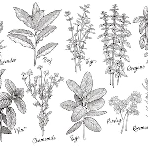 Protection Ritual Herbs | Choose 1–5 Sacred Botanicals for Warding, Cleansing & Energy Shielding
