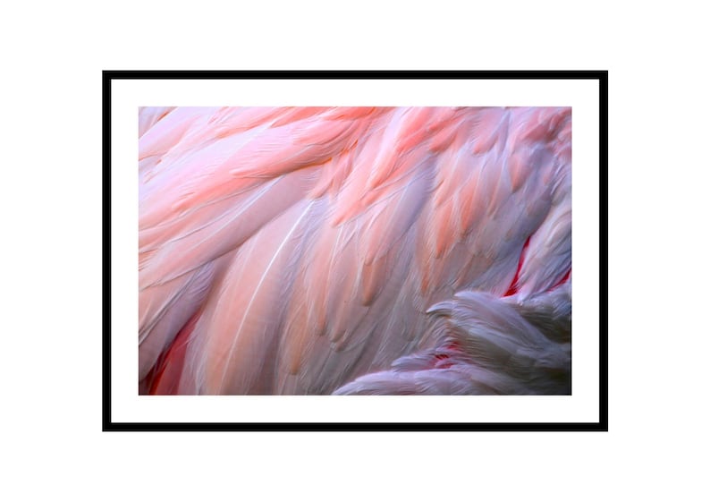 Flamingo Feather Wall Art Abstract Photography Print Soft image 0