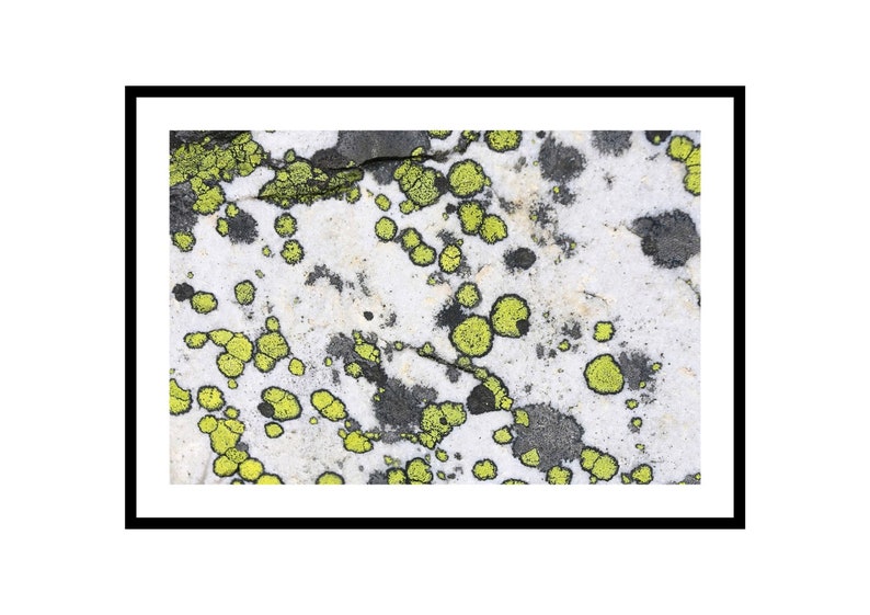 Lichen Art Print Abstract Nature Photography Lime Green Wall image 0