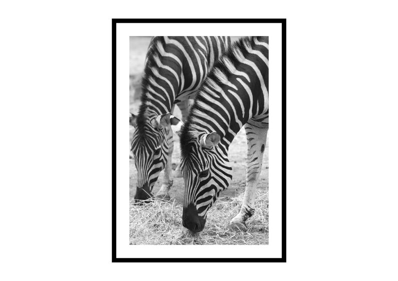 Black and White Animal Nursery Print Zebra Wall Art Twins image 0