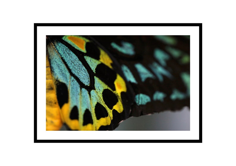 Butterfly Wings Wall Art Print Insect Photography Modern image 0
