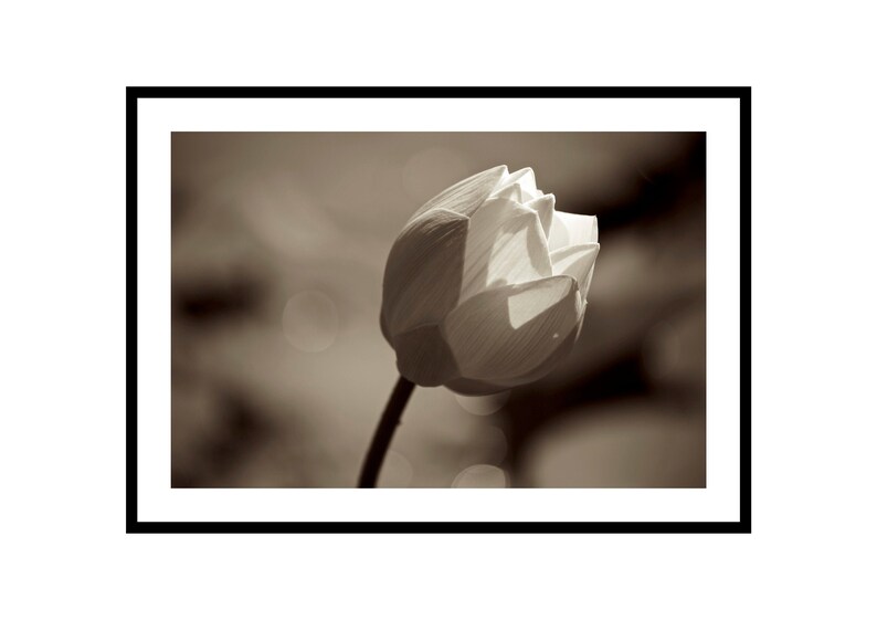 Minimalist Flower Print Sepia Photography Lotus Artwork image 0