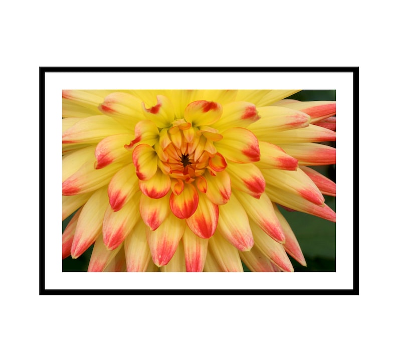 Yellow Flower Art Print Dahlia Photography Floral Wall image 0