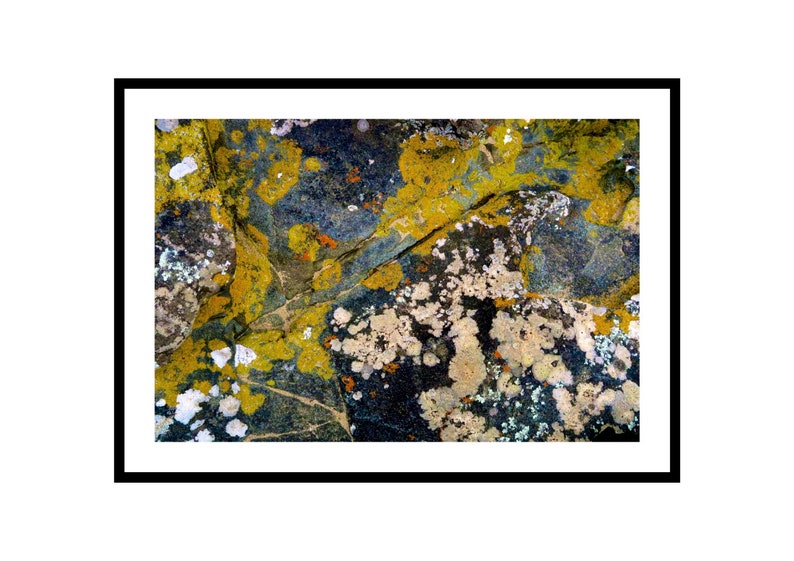 Lichen Print Large Botanical Art Living Room Decor Abstract image 0