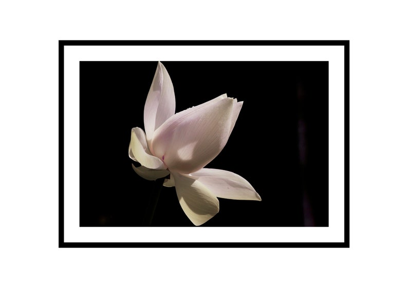 Lotus Flower Photography Print Pink Floral Wall Art Calming image 0